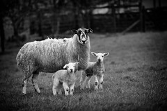 Lambs Far Arnside - 2016