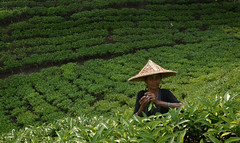Bangladesh - Tea Gardens