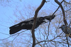 Crows of varius kinds