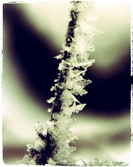 arbre cristaux de glace