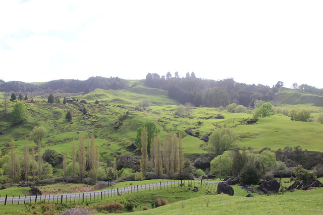 Nueva Zelanda, Aotearoa: El viaje de mi vida por la Tierra Media - Blogs de Nueva Zelanda - Día 8 - 7/10/15 - Piopio y Tongariro National Park (5)