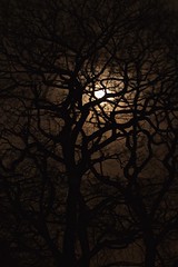 Tree Moon