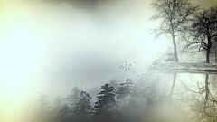 la nebbia delicata