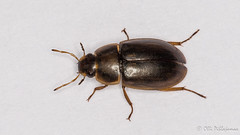 Coleoptera: Hydrophilidae of Finland