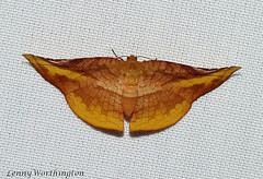 Moths of Thailand (Thyrididae)