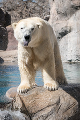 Polar bear sticking out tongue