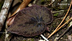 Begonia sp. (Begoniaceae)