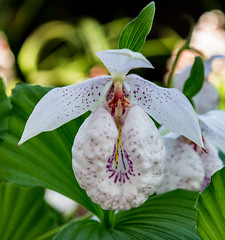 Kew Gardens - Orchid Festival