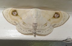 Geometrid moth (Problepsis sp.)