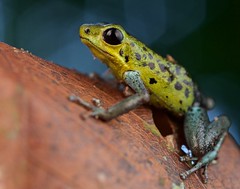 Amphibians (Panama)