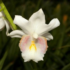 Orchideenhybriden