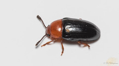 Coleoptera: Erotylidae of Finland