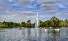 Hit the water in a pedal boat at Hermann Park's McGovern Lake