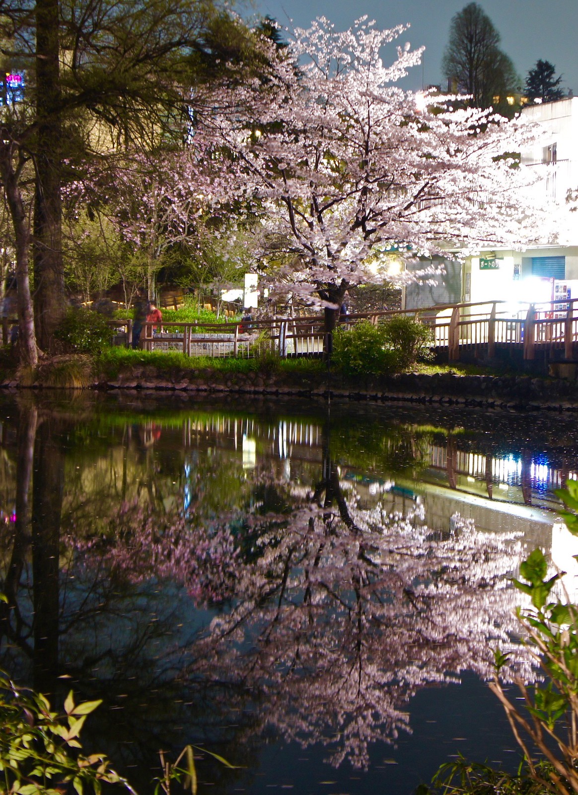 Kichijoji Cherry Blossom Illuminations