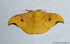Moths of Thailand (Drepanidae)
