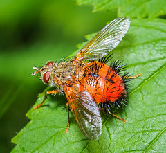 Tachinid Flies (Tachinidae)