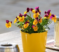 Flower pots/ boxes outside (2)