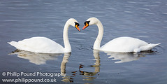 welney swans