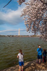 2016 03/25/16 Washington DC Peak Cherry Blossoms