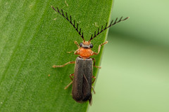 菊虎科 Cantharidae