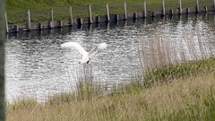 white swans protecting Teritorium