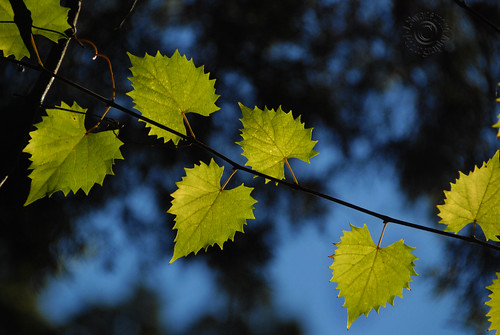 Leaves And Bokeh Of Blue
