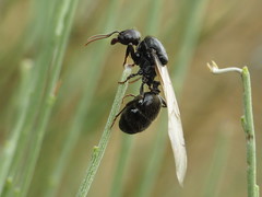 Ants - Formicidae