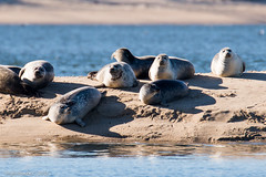 Harbor Seals at Sandy Hook NJ | 2016