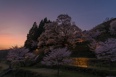 宇陀・桜 in 2016