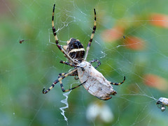 Dewdrop Spider (Argyrodes sp.)