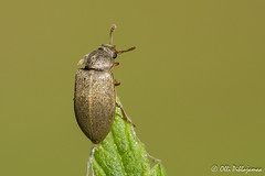 Coleoptera: Byturidae of Finland
