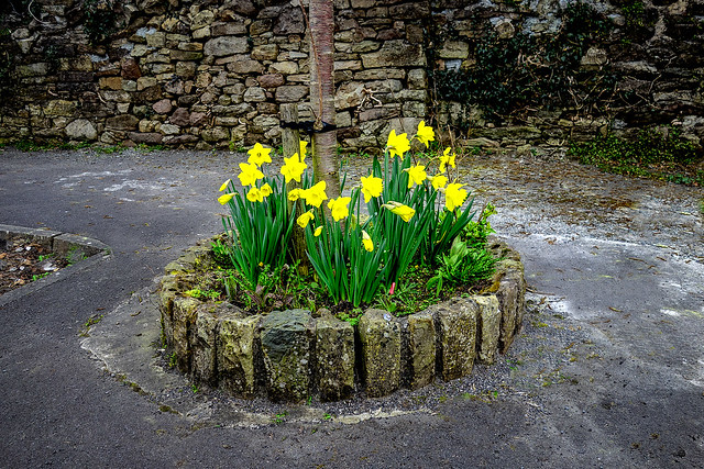 Green Street Daffodils