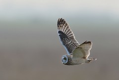 Short-eared Owl/Hibou des marais