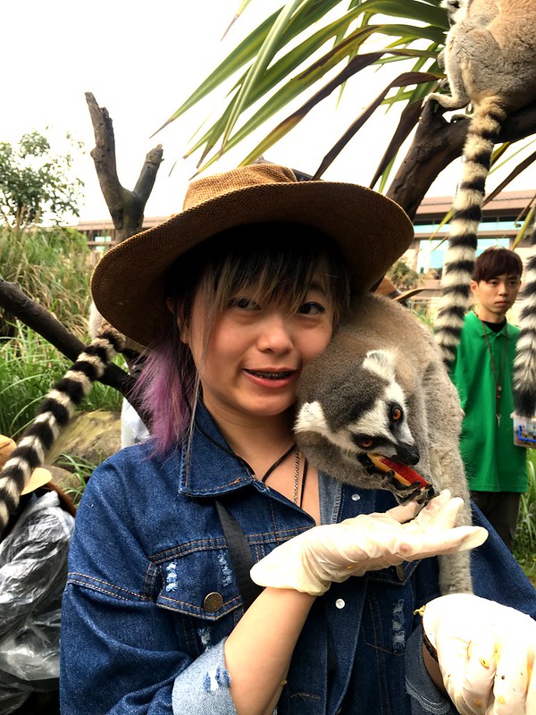 關西六福莊生態渡假旅館 狐猴體驗