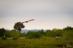 Birds of Merritt Island, Florida