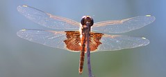 Dragonflies VI / 2016