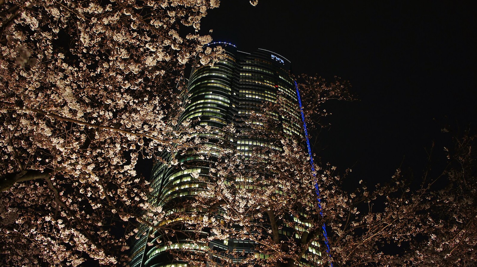 Roppongi Hills Sakura Cherry blossoms