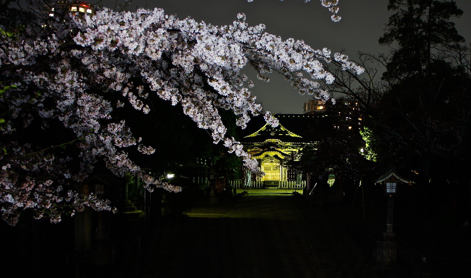 Ueno Park Sakura Illumination