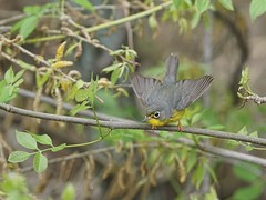 spring female warblers