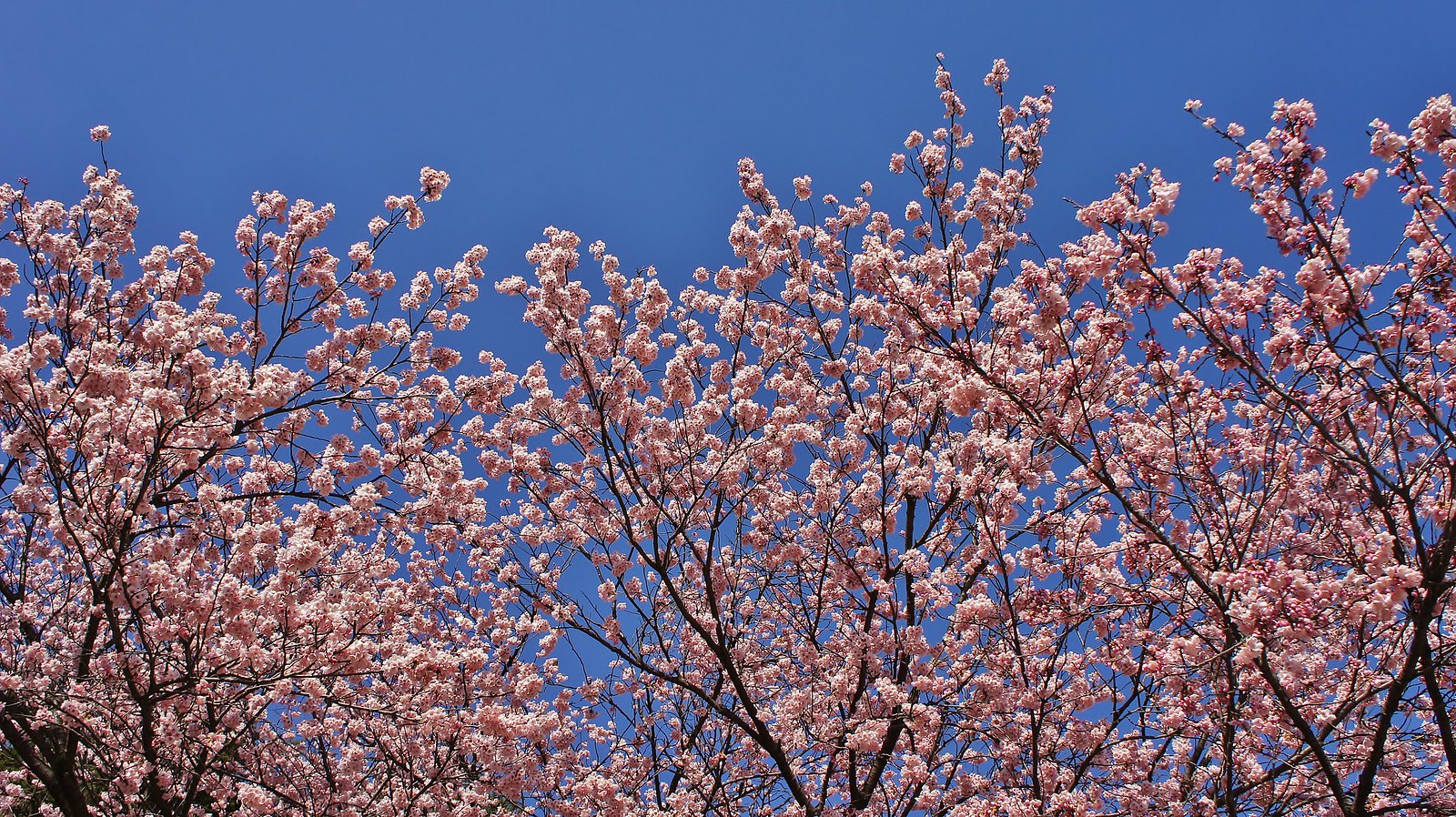Shinjuku Gyoen and Mejiro birds during Cherry Blossoms