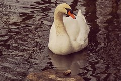 Swan 2016