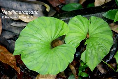 Nervilia sp. (Orchidaceae)