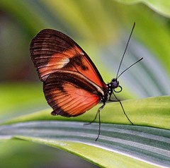 Visit to the butterfly conservatory, Jan. 24, 2016
