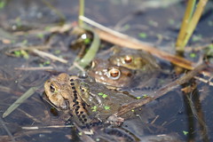 Common Toads.