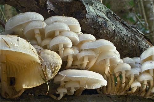 Удемансиелла слизистая (Mucidula mucida)Photo by Amadej Trnkoczy  on Flickr Автор фото: Amadej Trnkoczy (Slovenija)