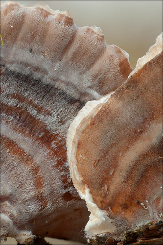 Траметес разноцветный (Trametes versicolor)Photo by Amadej Trnkoczy  on Flickr Автор фото: Amadej Trnkoczy (Slovenija)