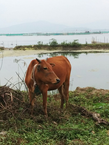 cow hanging out by the side of the road