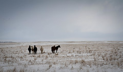 Alberta Horses