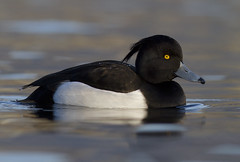 Toppand (Tufted Duck)