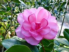 Camellia 2016/2017